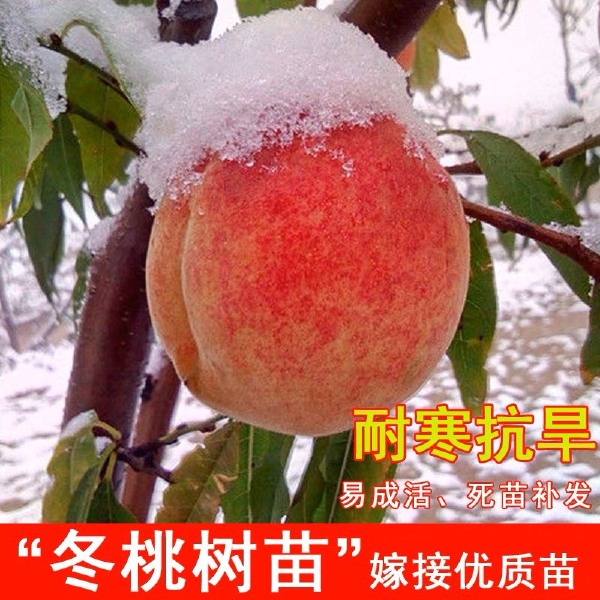 新品种晚熟冬桃雪桃嫁接桃树冬雪桃树苗特大冬桃苗耐寒盆栽地栽当