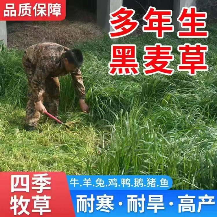 黑麦草种子牧草种子一年生四倍体黑麦草养殖牧草种子耐寒草籽