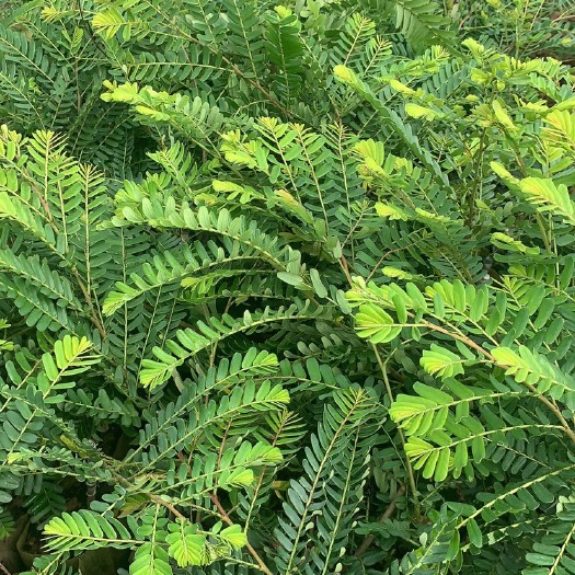 景东县柿饼甜油甘    甜橄榄嫁接苗    水晶橄榄嫁接苗