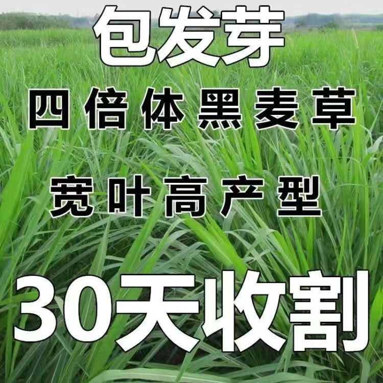 黑麦草种子牧草种子一年生四倍体黑麦草养殖牧草种子耐寒草籽