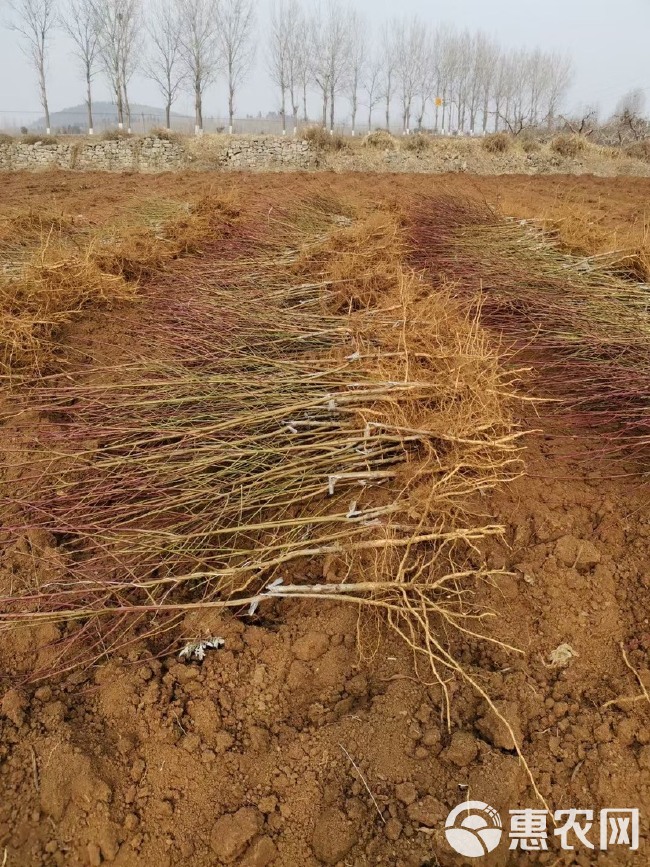 白桃树苗白如玉桃树苗白如雪桃嫁接果树苗木南方北方种植果树苗