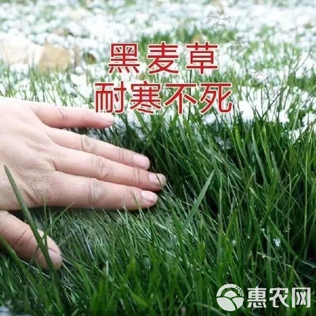 黑麦草种子 牧草种子 冬牧70黑麦草养殖牧草种子耐寒草籽