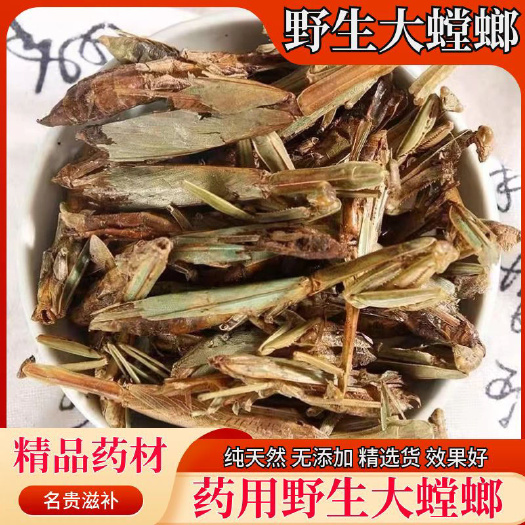 大刀螳螂  螳螂中药材 螳螂中药材 干刀螂 昆虫类大全