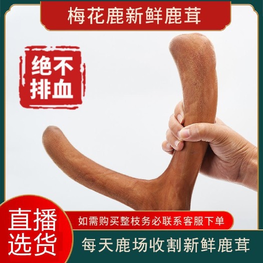长春鹿茸 滋补 批发