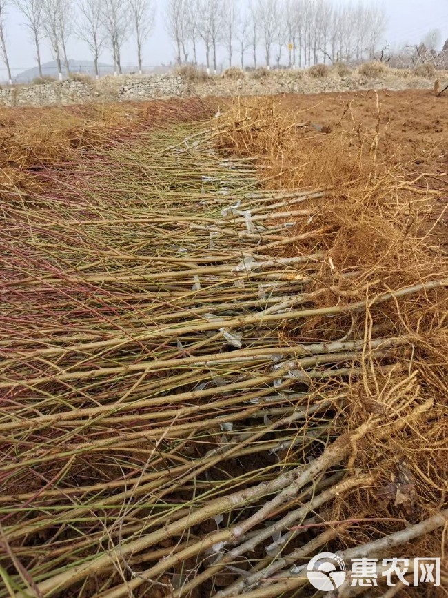 白桃树苗白如玉桃树苗白如雪桃嫁接果树苗木南方北方种植果树苗