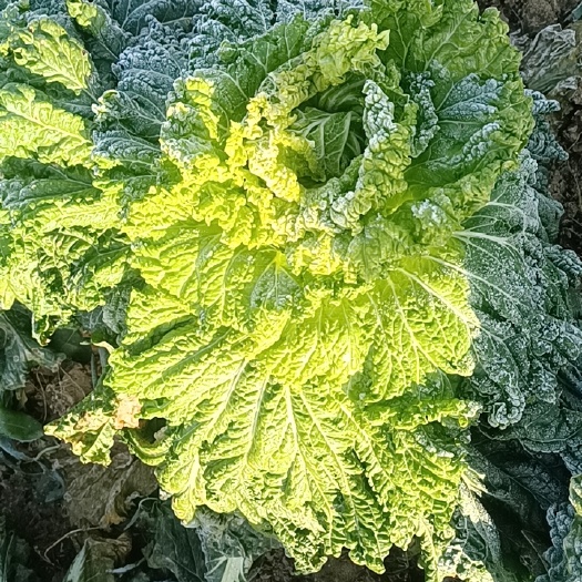 大城县大白菜