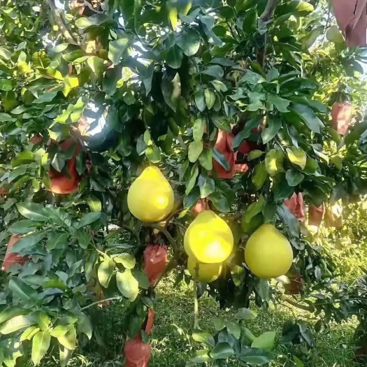 蜜柚