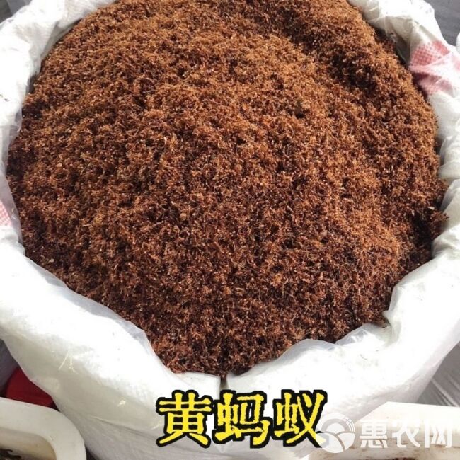 深山黄蚂蚁 干货黑蚂蚁 黄蚂蚁 红蚂蚁 中药材