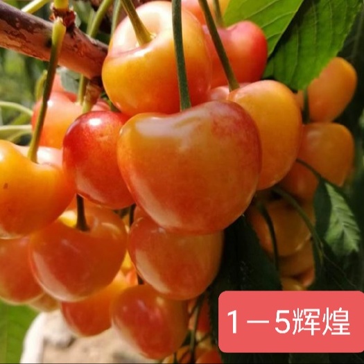 烟台车厘子大樱桃树苗《辉煌1-5》