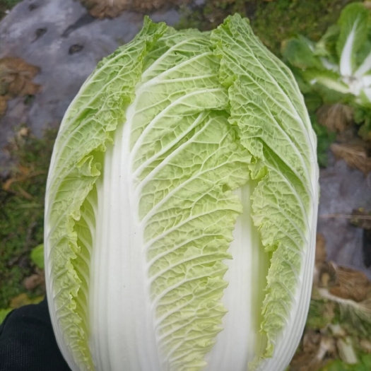 井陉县大白菜，自己家种的