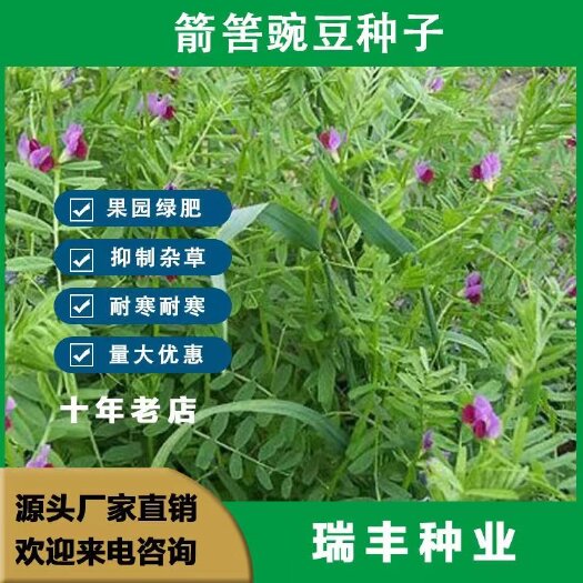 箭筈豌豆种子牧草饲草耐热耐旱绿肥种子观赏绿化护边大巢菜草种籽