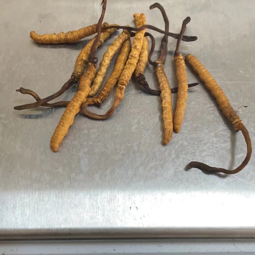 成都亚香棒虫草
