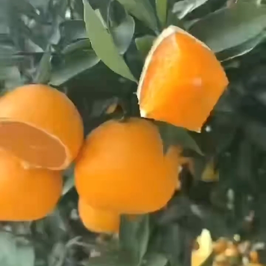 秭归县纽荷尔脐橙现大量上市 颜色口感都很好，有需要的老板可以联系我