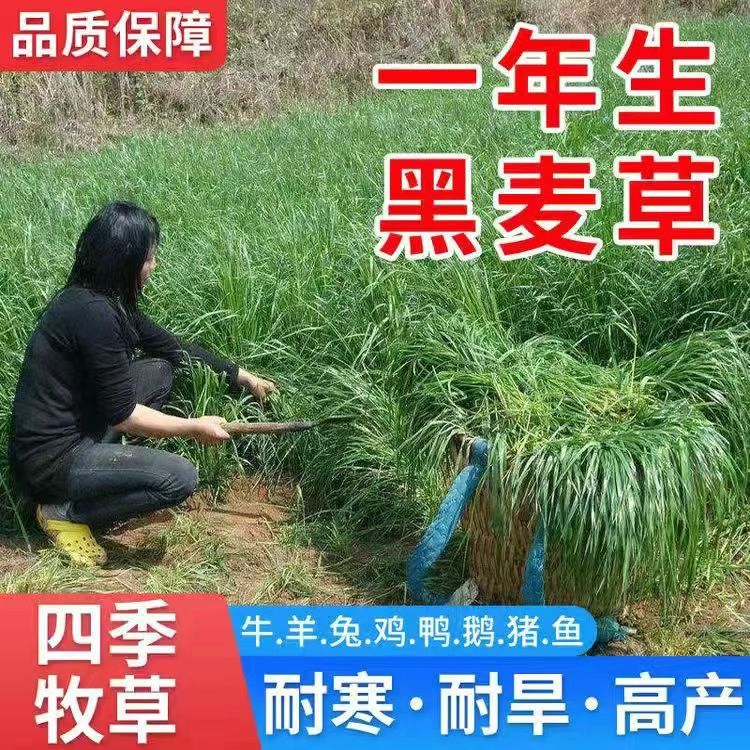 黑麦草种子牧草种子一年生四倍体黑麦草养殖牧草种子耐寒草籽