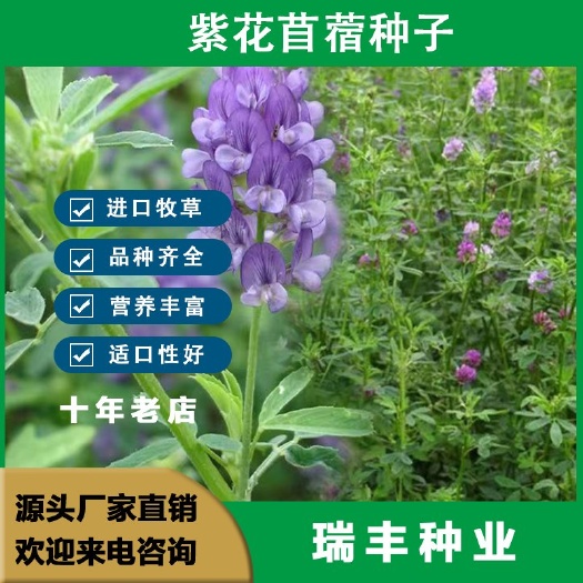 紫花苜蓿种子草种籽多年生牧草种子四季养殖喂羊牛鸡鸭鹅草鱼种子