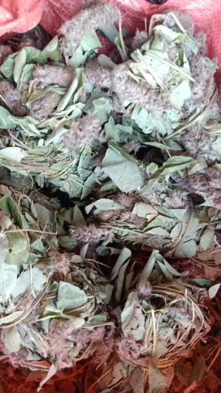 梧州新鲜晒干狸尾草，羊咩香，15一斤