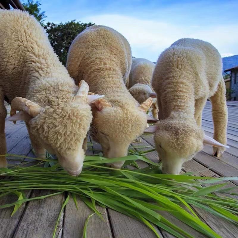 黑麦草种子牧草种子一年生四倍体黑麦草养殖牧草种子耐寒草籽