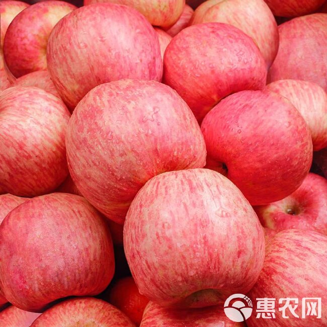 【郑重承诺--坏果包赔】精选红富士苹果、产地一手货源