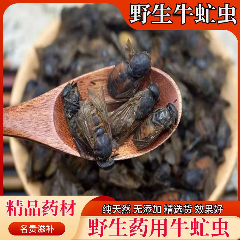 [正品] 牛虻虫 中药材牛虻虫 大牛虻牛牤虫 牛氓虫