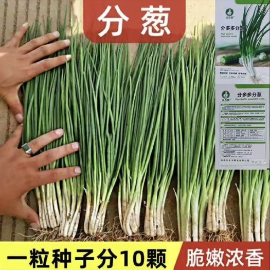 长沙分葱种籽春季夏秋季冬季四季阳台盆栽蔬菜多多小香葱种子孑小葱籽