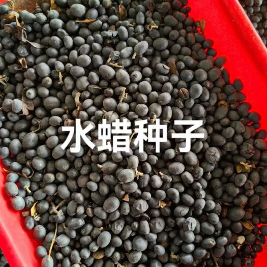 水蜡种子，大量供应。一手货源，质量有保障。