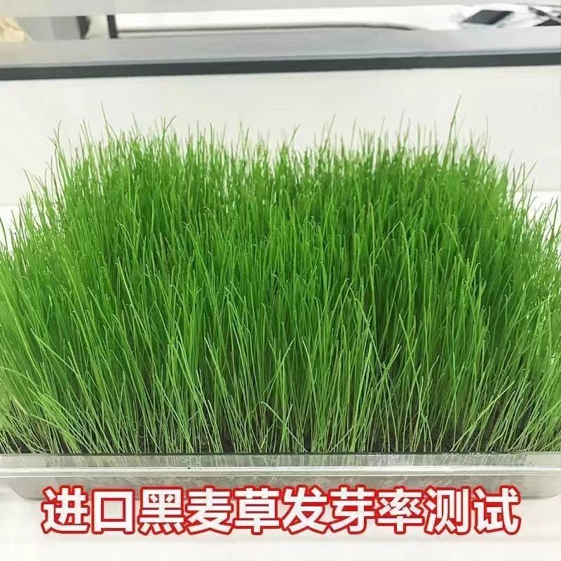 黑麦草种子牧草种子一年生四倍体黑麦草养殖牧草种子耐寒草籽