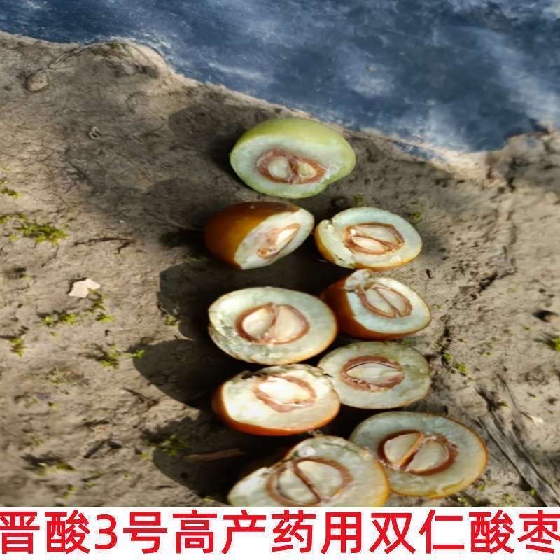 阳谷县晋酸三号酸枣苗 当年结果精品苗 南北方种植 耐寒耐旱易成活