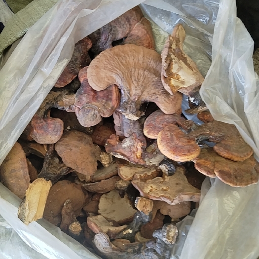 白山灵芝
