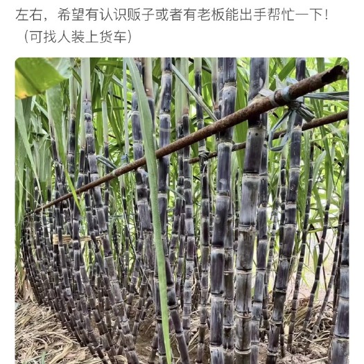 歙县黑皮甘蔗自己家种的