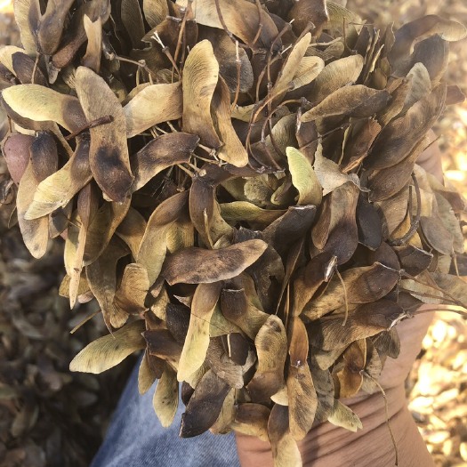 长葛市五角枫种子，颗粒饱满，发芽效率高。今年的新货。