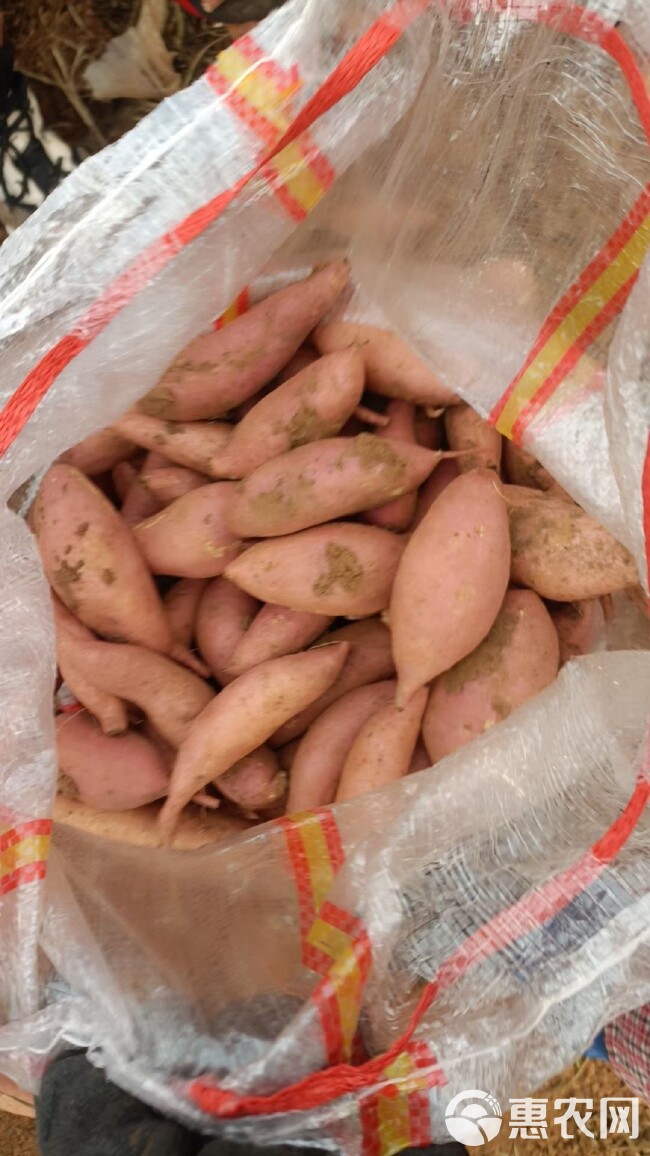 菏泽红薯基地长期供应西瓜红龙九 19烟薯等全系列番薯