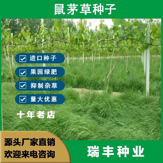 鼠茅草种子籽果园绿肥鼠毛草草种鼠矛草种籽抑制杂草草籽批发