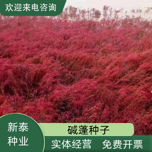 碱蓬草种子盐荒菜荒碱菜盐地碱蓬种子沙地荒地耐盐碱治理土壤改良