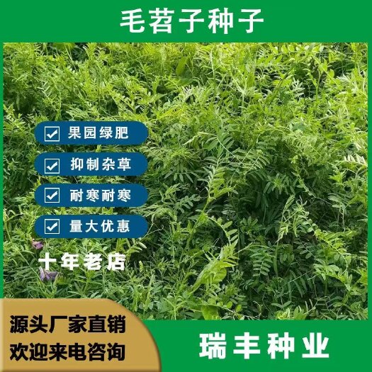 毛苕种子长柔毛野豌豆种籽箭舌豌豆种毛叶光叶紫花苕子毛苕子籽