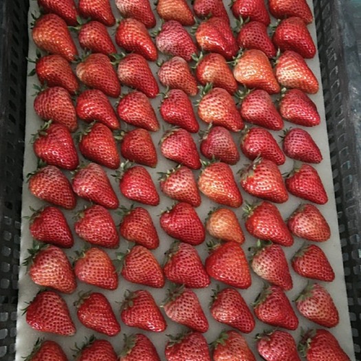 南通南通草莓