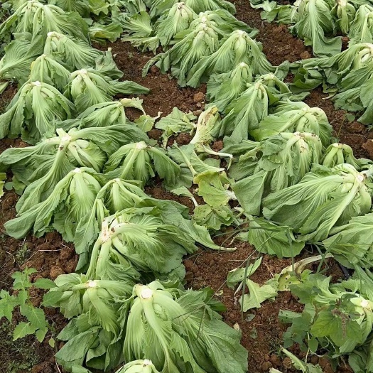 橫州市介菜大量現(xiàn)貨有需要的聯(lián)系