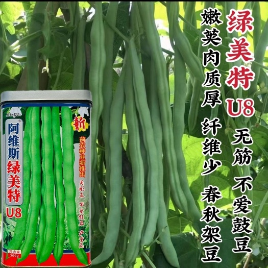 沭阳县四季豆种子阿维斯绿美持架豆种子早熟无筋无纤维肉质厚芸豆种子
