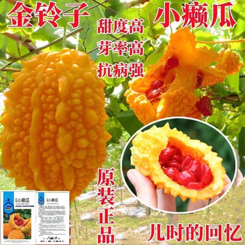 水果小癞瓜金铃子赖葡萄种子黄金小苦瓜四季爬藤阳台盆栽水果种子