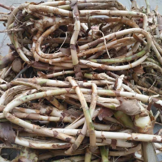 阳春市纯正阳春砂仁根，现挖现发