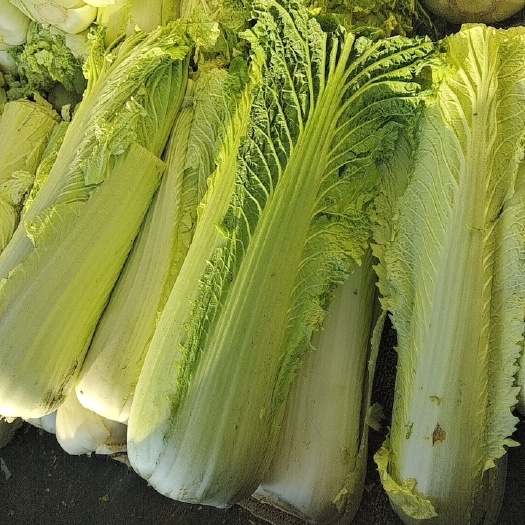天津大白菜