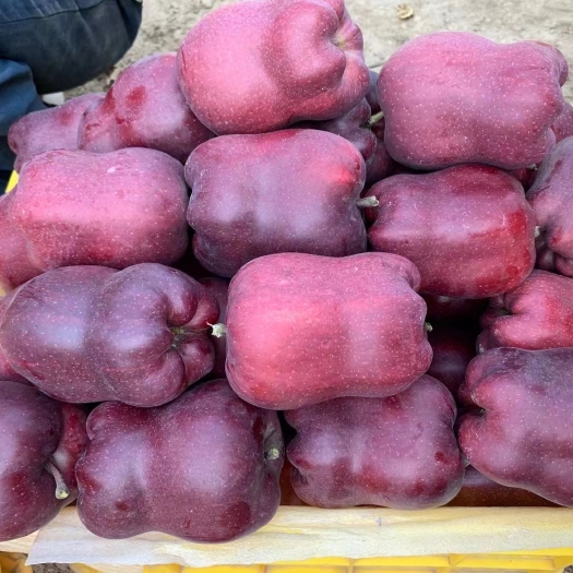 花牛苹果，来自于高山，高海拔