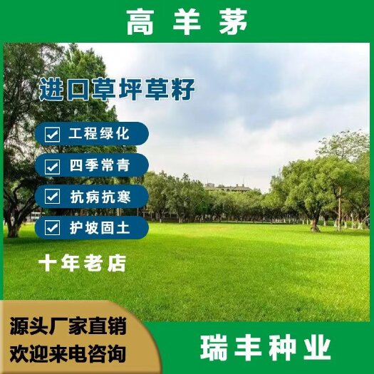 东海县高羊茅种子草坪草籽高发芽率四季常青耐寒耐旱耐踩踏护坡绿化