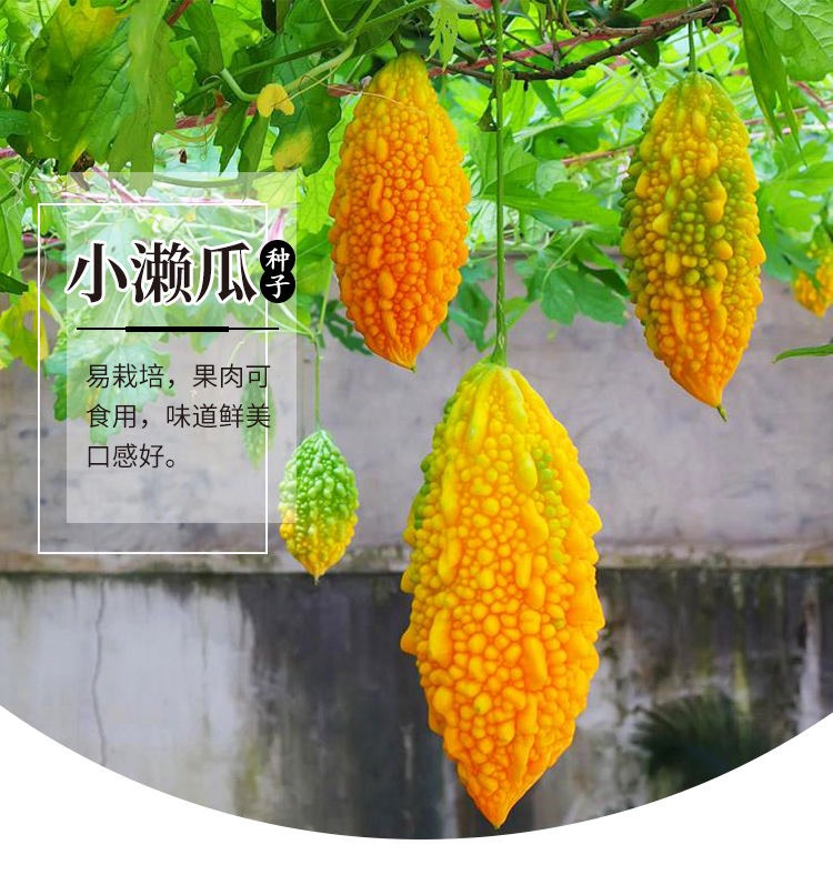 水果小癞瓜金铃子赖葡萄种子黄金小苦瓜四季爬藤阳台盆栽水果种子