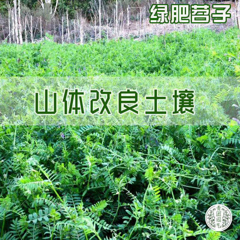 绿肥种子苕子种光叶紫花苕野豌豆果园紫花苕养蜂蜜源草种子毛苕子