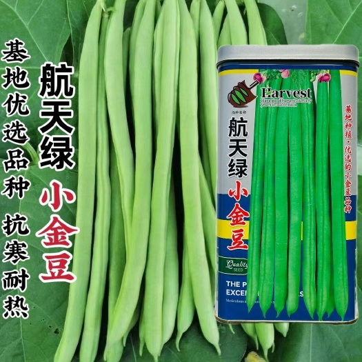 沭阳县四季豆种子航天绿小金豆芸豆种子抗病中早熟耐寒抗热产量高豆角种