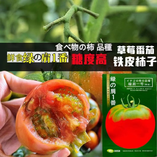 宿迁西红柿种子绿肩一号番茄种子铁皮柿子草莓番茄种子酸甜可口糖度高