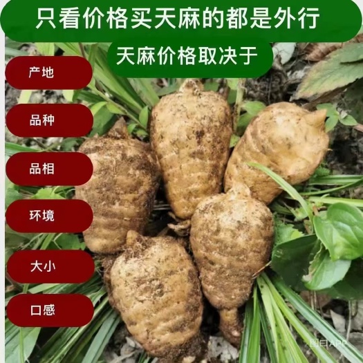 彝良县天麻新鲜天麻生天麻昭通产地云南昭通小草坝鲜天麻