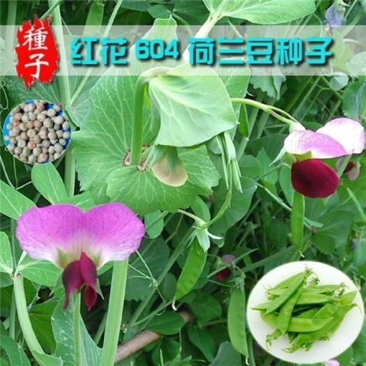 特优大荚荷兰豆种子食荚菜豌豆种籽可生吃四季播蔬菜种子荷兰豆角