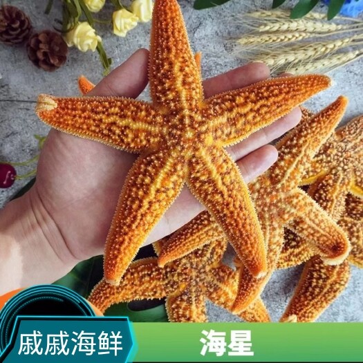 连云港海星  新鲜海捕熟冻发货 海鲜原产地全国发货