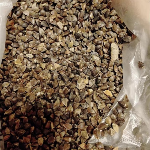 攀枝花苦荞  干净整洁 批发